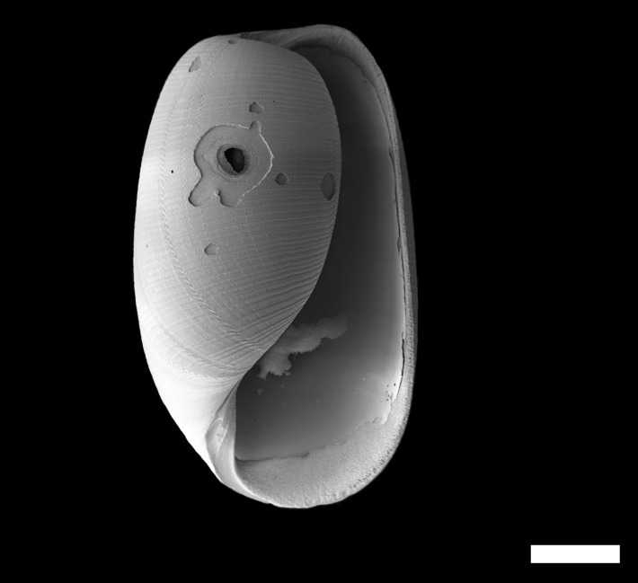 Cylichnoides occultus