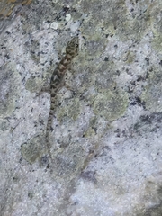 Rondavels Rock Gecko photo 3