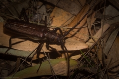 Xystrocera virescens