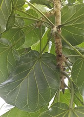 Ficus ypsilophlebia