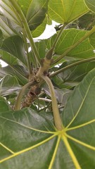 Ficus ypsilophlebia