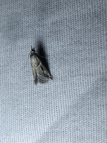 Decaturia pectinalis photo 3
