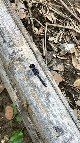 White-tipped Demon