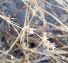 Cenchrus longispinus