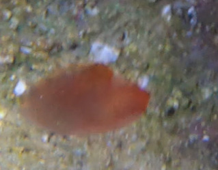 Ascidia mentula Müller, 1776