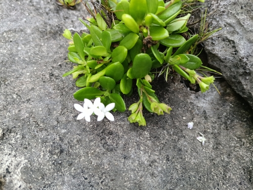 Seashore rock starviolet (Leptopetalum coreanum)