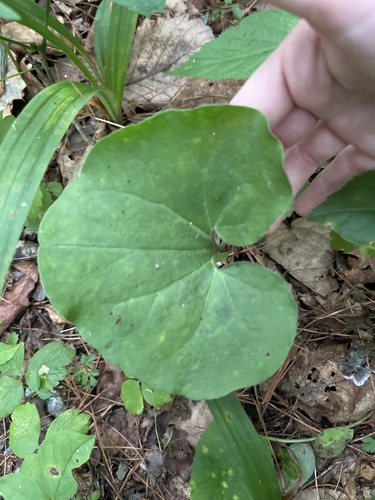 Asarum sieboldii, photograph 4