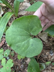 Asarum sieboldii, photograph author not stated, no rights reserved