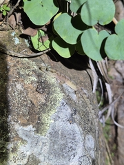 Rondavels Rock Gecko photo 5