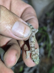 Rondavels Rock Gecko photo 4