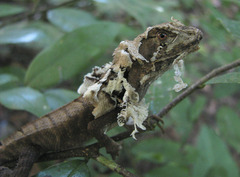 Stenocercus prionotus