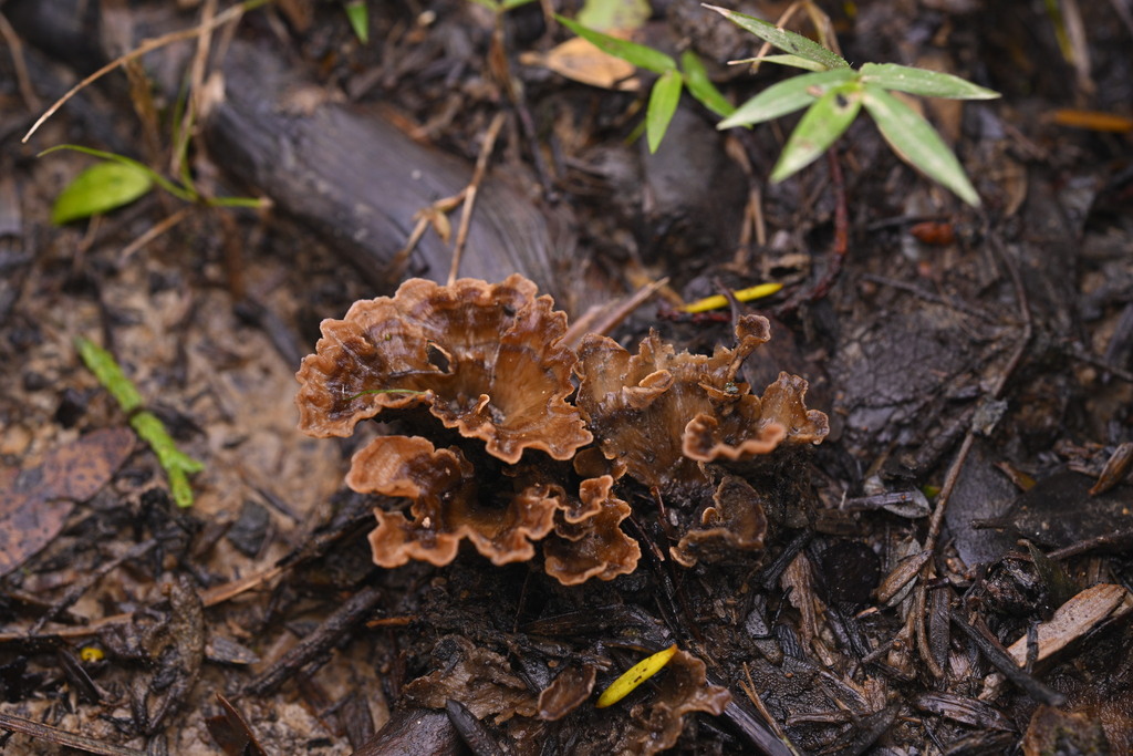 Podoscypha petalodes · June 2025 · photo: © invertebratist (iNaturalist, cc-by-nc)