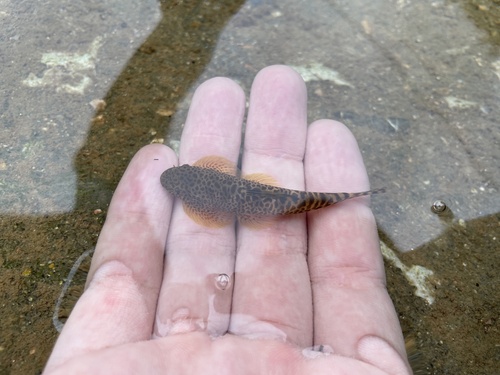 Fang's hillstream loach (Pseudogastromyzon fangi) — Balitoridae — 2