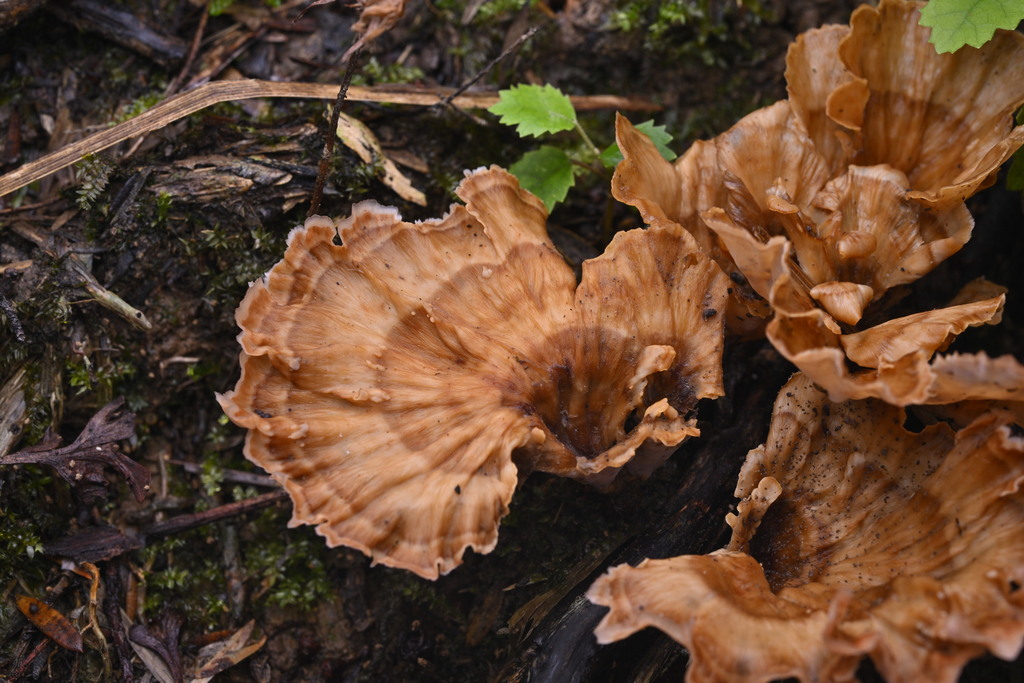 Podoscypha petalodes · June 2025 · photo: © invertebratist (iNaturalist, cc-by-nc)