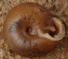 Daedalochila mooreana