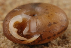 Daedalochila mooreana