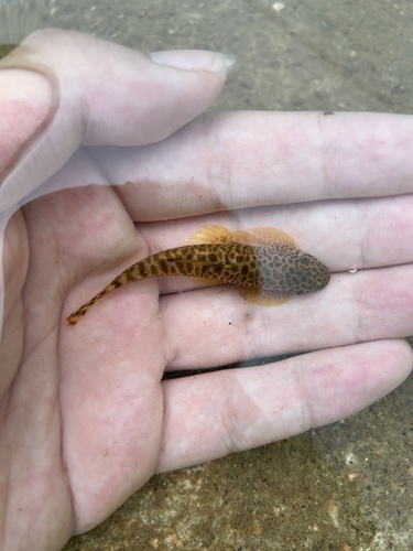 Fang's hillstream loach (Pseudogastromyzon fangi) — Balitoridae — 3