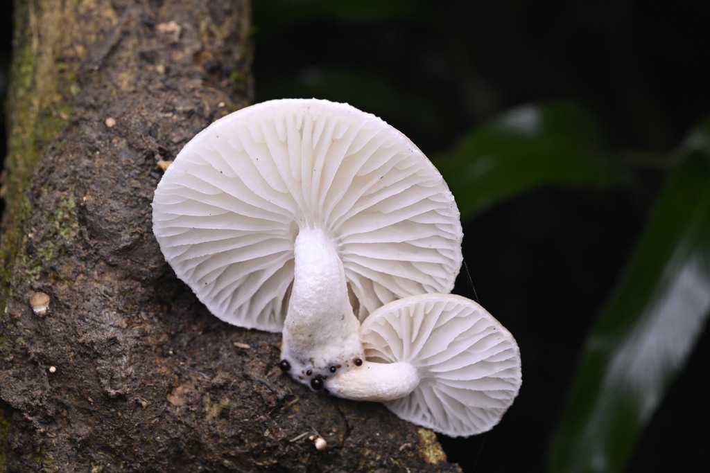 Oudemansiella australis · June 2025 · photo: © invertebratist (iNaturalist, cc-by-nc)