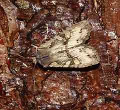 Lithophane disposita