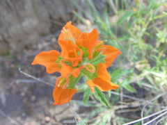 Castilleja glandulosa