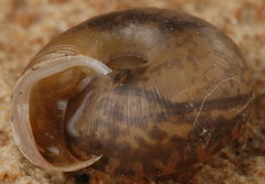 Daedalochila