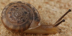 Daedalochila