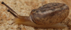 Daedalochila