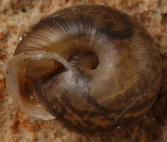 Daedalochila