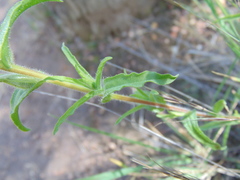 Castilleja glandulosa