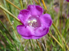 Agalinis peduncularis