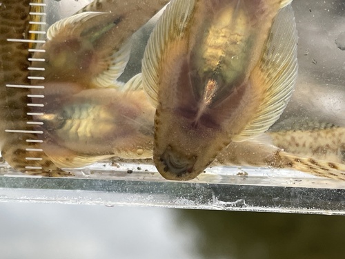 Fang's hillstream loach (Pseudogastromyzon fangi) — Balitoridae — 4