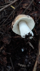 Russula mordax