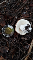 Russula mordax