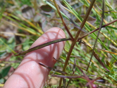 Agalinis peduncularis