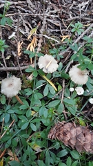 Strobilurus occidentalis