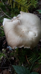 Entoloma griseum