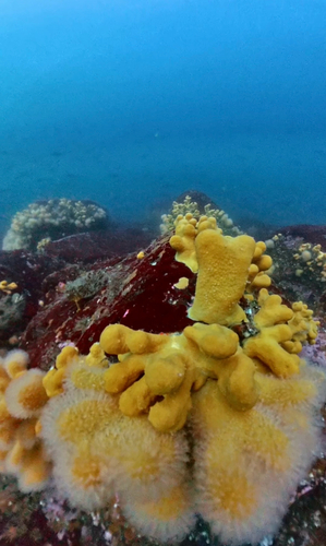 Photo of Dead man's fingers (Alcyonium digitatum)