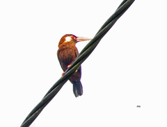 Galbalcyrhynchus leucotis