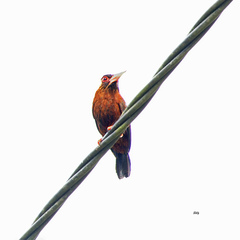 Galbalcyrhynchus leucotis