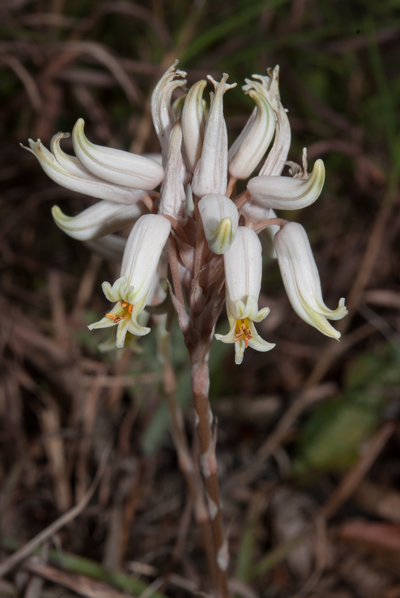 White Grass Aloe (Aloe albida)  iNaturalist