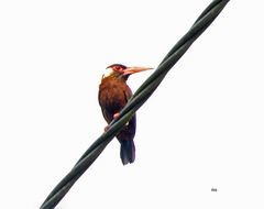 Galbalcyrhynchus leucotis