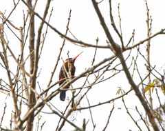 Galbalcyrhynchus leucotis