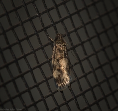 Oncomerista ochrophaea