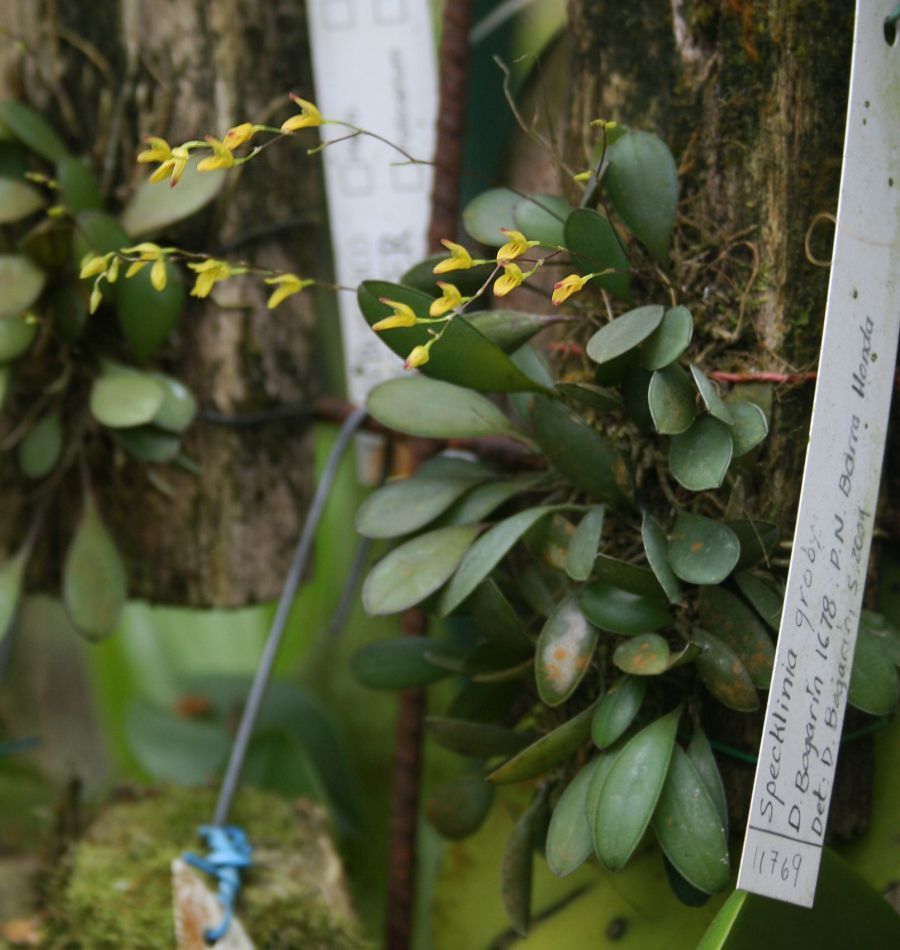 Pleurothallis grobyi (Orquídeas del Bosque Mesófilo) · NaturaLista Mexico