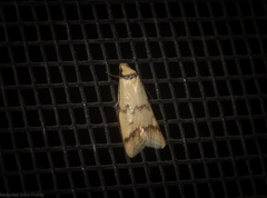 Heteroteucha anthodora