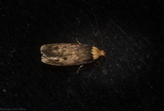 Mimobrachyoma maculifera