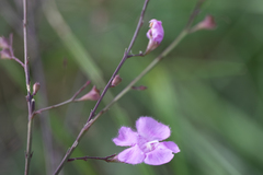 Agalinis oligophylla