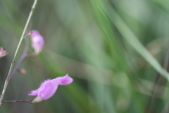 Agalinis oligophylla
