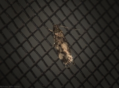 Oncomerista ochrophaea