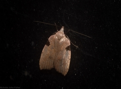 Zonopetala quadripustulella